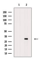Phospho-Histone H1.3 (Thr18) Antibody in Western Blot (WB)