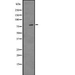Phospho-HSF1 (Ser326) Antibody in Western Blot (WB)