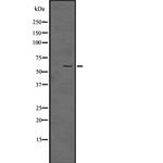 Phospho-SMAD5 (Ser463, Ser465) Antibody in Western Blot (WB)