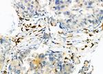 RAB9 Polyclonal Antibody