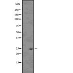 Rho Pan Polyclonal Antibody