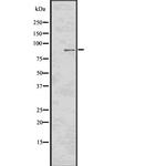 Phospho-RSK2 (Tyr529) Polyclonal Antibody