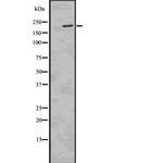 Phospho-53BP1 (Ser25, Ser29) Polyclonal Antibody