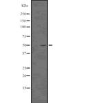 Acetyl-Tubulin alpha-1B (Lys40) Antibody in Western Blot (WB)