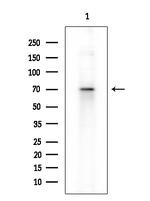 Phospho-SAMHD1 (Thr592) Polyclonal Antibody