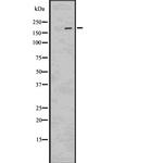 Phospho-LRP6 (Ser1490) Polyclonal Antibody