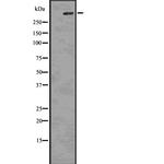 Phospho-IP3 Receptor 1 (Ser1756) Antibody in Western Blot (WB)