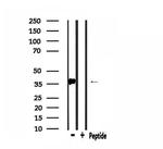PDLIM1 Antibody in Western Blot (WB)