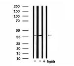 PDLIM1 Antibody in Western Blot (WB)