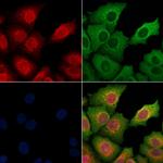 VWA5A Polyclonal Antibody