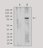 VWA5A Antibody in Western Blot (WB)