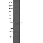 OVOL1 Polyclonal Antibody