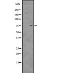 MID1 Antibody in Western Blot (WB)