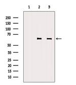 PHF1 Antibody in Western Blot (WB)