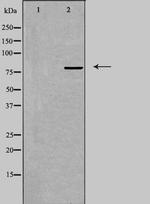BERP Polyclonal Antibody