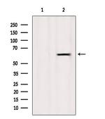 SLC43A1 Antibody in Western Blot (WB)
