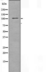 THRAP4 Polyclonal Antibody