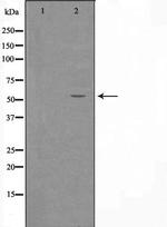 ZNF682 Polyclonal Antibody