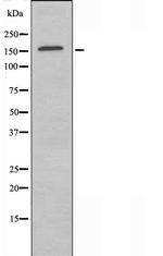 RNA pol II CTD Polyclonal Antibody