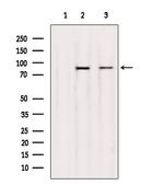 UBF-1 Antibody in Western Blot (WB)