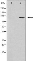 CDK11B Antibody in Western Blot (WB)