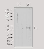 PKA gamma Antibody in Western Blot (WB)