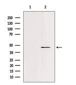 FOXN2 Polyclonal Antibody