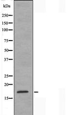 BUD31 Polyclonal Antibody
