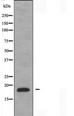 NBL1 Polyclonal Antibody
