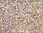 FRK Polyclonal Antibody