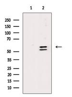 CLK1 Antibody in Western Blot (WB)