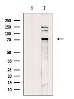 FXR2 Antibody in Western Blot (WB)
