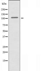 MLLT10 Antibody in Western Blot (WB)