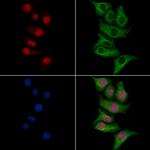 ELL Polyclonal Antibody