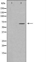 ELL Antibody in Western Blot (WB)