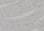 DLX5 Polyclonal Antibody