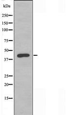 CDKL1 Antibody in Western Blot (WB)