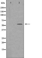 SRSF4 Antibody in Western Blot (WB)