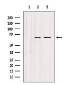 CAF1 p60 Antibody in Western Blot (WB)