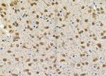 TCOF1 Antibody in Immunohistochemistry (Paraffin) (IHC (P))