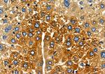 TRIM25 Antibody in Immunohistochemistry (Paraffin) (IHC (P))