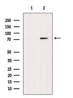 TRIM25 Antibody in Western Blot (WB)