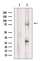 MELK Antibody in Western Blot (WB)