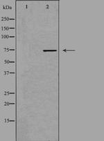 FASTKD3 Antibody in Western Blot (WB)