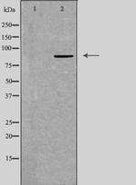 TAF5 Polyclonal Antibody