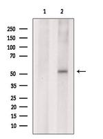 TAF1A Polyclonal Antibody