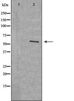 NAB2 Antibody in Western Blot (WB)