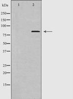ERK3 Polyclonal Antibody
