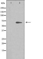 ARMCX2 Polyclonal Antibody