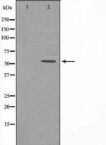 DOK3 Polyclonal Antibody